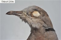 紅鳩藏品圖，第8張